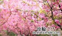 日本晚樱和海棠花 海棠和晚樱开花季节