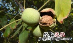 什么季节摘核桃最好呢 什么季节摘核桃最好