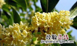 桂花树开的季节 桂花树的开花季节