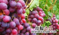葡萄是哪个季节长的 葡萄是哪个季节长
