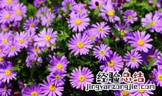 姬小菊春季养护 姬小菊冬季室内养护方法