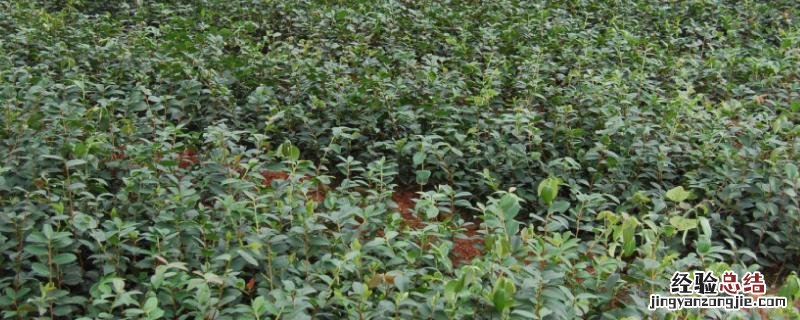 100亩油茶种植成本，国家有哪些补贴政策