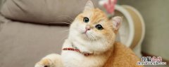 公猫总骑毛绒玩具伤身吗 公猫总骑毛绒玩具要阻止吗