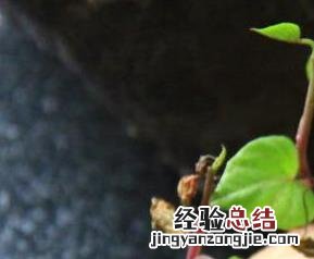 地瓜发芽能吃吗 地瓜发芽能吃吗 发芽的地瓜有毒吗