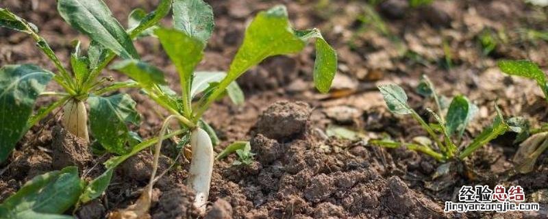 种植土壤检测标准,土壤改良的方法有哪些