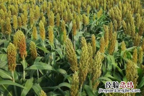禾谷类作物有哪些 禾谷类作物包括哪些