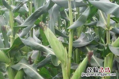 禾谷类作物有哪些 禾谷类作物包括哪些