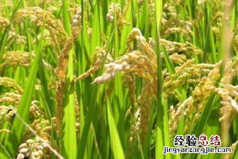 禾谷类作物有哪些 禾谷类作物包括哪些