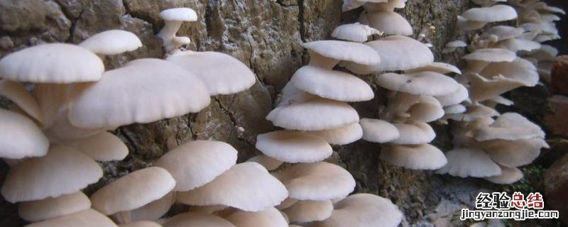 平菇长毛以后还能吃吗 种植平菇技术，平菇长毛了还能吃吗