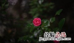 送花祝福语精选大全 送花好的祝福语