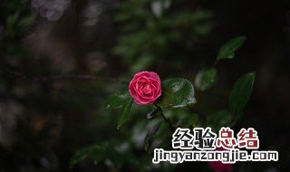 送花祝福语精选大全 送花好的祝福语
