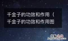 千金子的功效和作用图片 千金子的功效和作用