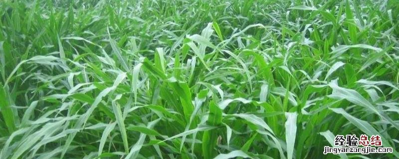 耐寒高产多年生牧草有哪些，甜像牧草一亩能产多少吨