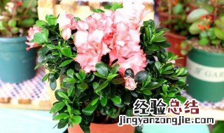 常年开花又好养的花 这五种花你了解吗