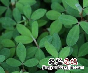 鸡眼草食疗功效与作用 鸡眼草食疗功效