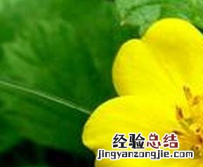 委陵菜图片及介绍 委陵菜图片