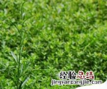 鹅的营养价值与功效 鹅的营养功效与作用