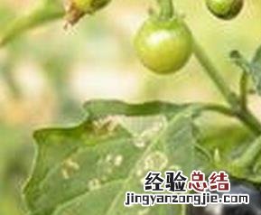 龙葵怎么吃好消化 龙葵怎么吃好