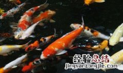 锦鲤怎么养长得快 锦鲤怎么养才长得快