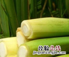 茭白的功效与作用 茭白的功效与作用禁忌