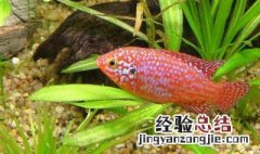 十大最好养的淡水观赏鱼品种 十大最好养的淡水观赏鱼