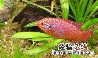 十大最好养的淡水观赏鱼品种 十大最好养的淡水观赏鱼