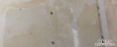 地板上爬的微小虫子怎么办 地板上出现小小的爬虫