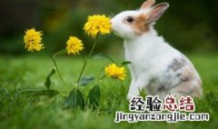 怎样保护小动物 保护小动物的方法