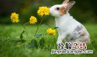 怎样保护小动物 保护小动物的方法