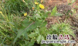 盐续断的功效与作用及禁忌 盐续断的功效与作用