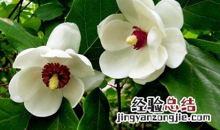 天女花是什么 天女花的传说