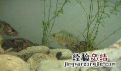 适合家中养的淡水观赏鱼 适合家中养的淡水观赏鱼品种