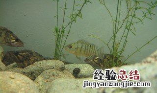 适合家中养的淡水观赏鱼 适合家中养的淡水观赏鱼品种