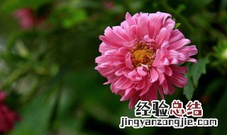 山菊花是什么季节开的 山菊花是什么季节开的呢