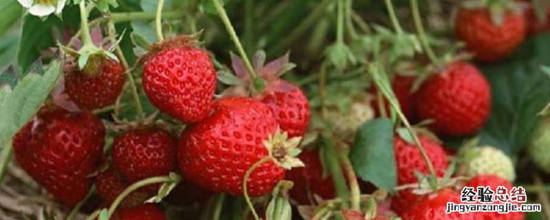 特大早熟草莓品种，草莓是什么季节的水果