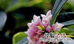 金边瑞香花谢后如何养护和管理 金边瑞香花谢后如何养护