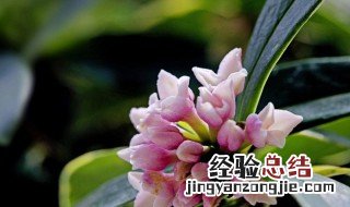 金边瑞香花谢后如何养护和管理 金边瑞香花谢后如何养护