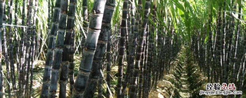 甘蔗种植技术和管理，甘蔗一亩地能产多少斤