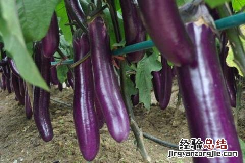 12月种植蔬菜品种 12月种植的蔬菜