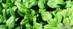 12月种植蔬菜品种 12月种植的蔬菜