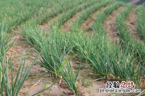12月种植蔬菜品种 12月种植的蔬菜