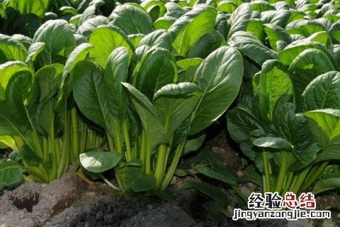 12月种植蔬菜品种 12月种植的蔬菜