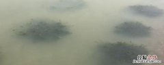 伊乐藻种植方法,冬天可以种植吗 伊乐藻种植方法，冬天可以种植吗