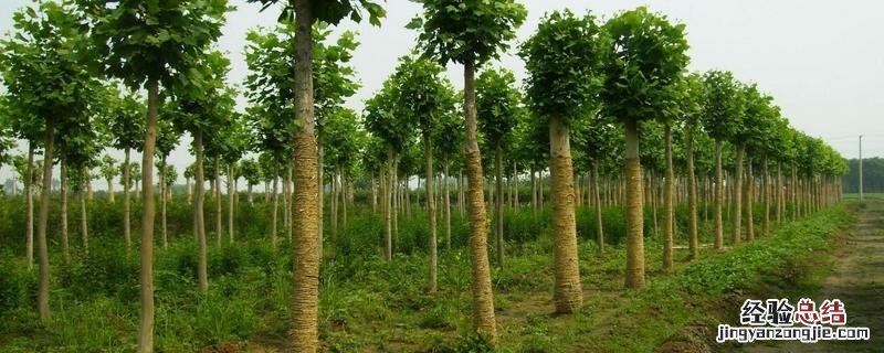 法桐病虫害,什么时候种植好 法桐树病虫害