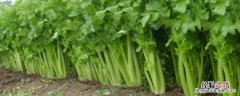 喷什么叶面肥芹菜长得快，种植多久可以收获