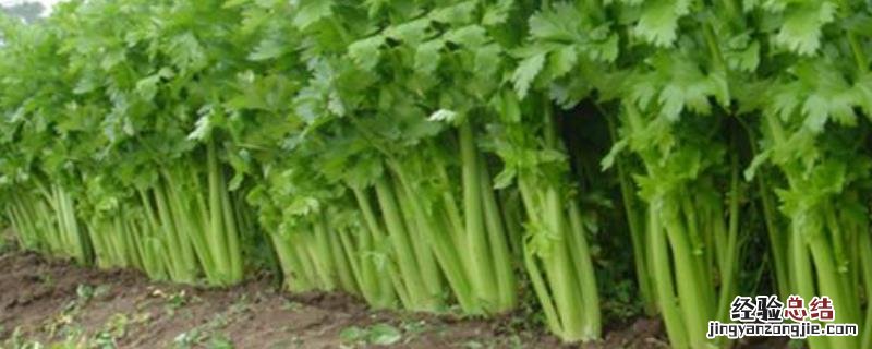 喷什么叶面肥芹菜长得快，种植多久可以收获