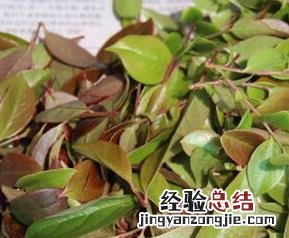 乌药图片 药材 乌药叶图片