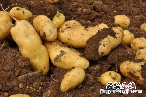 冬天农作物种什么好 冬天种植的农作物有哪些