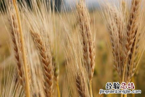 冬天农作物种什么好 冬天种植的农作物有哪些