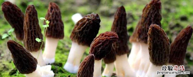 羊肚菌营养袋最佳配方，0下多少度能冻死